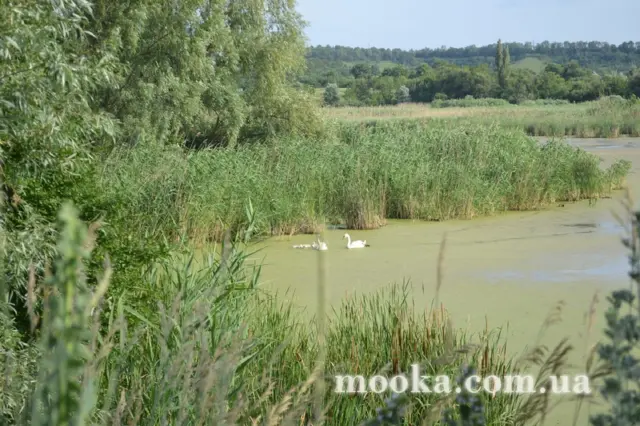 Наші улюбленці