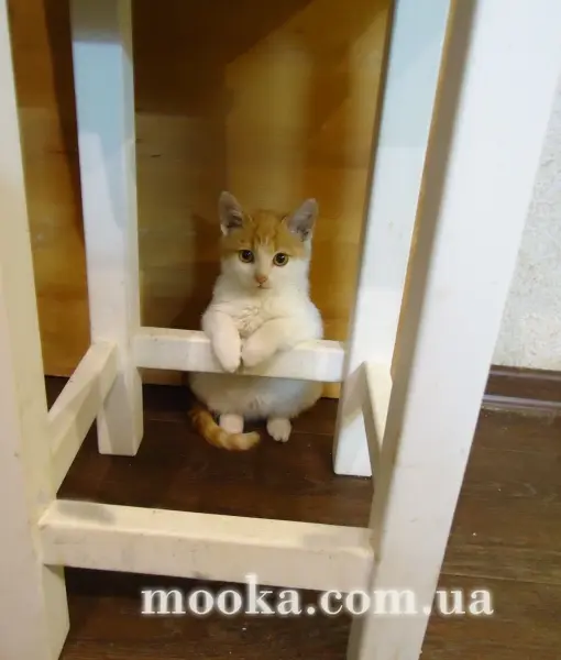 Наші улюбленці