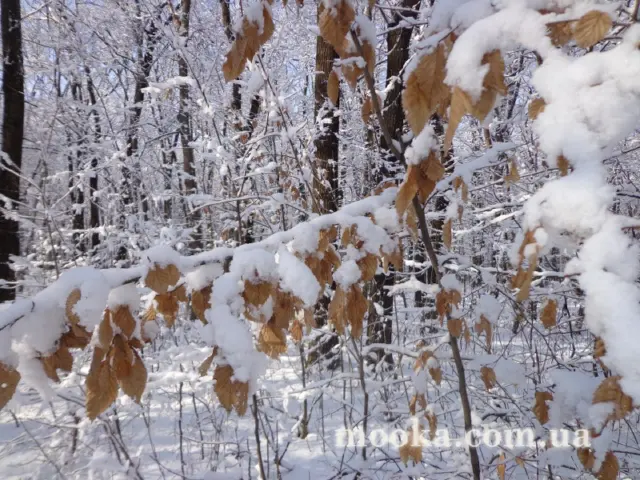 Світ навколо нас (наші фотографії)