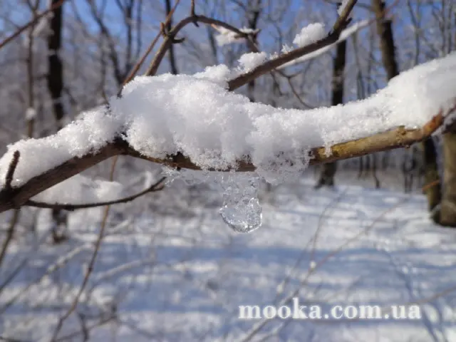 Світ навколо нас (наші фотографії)