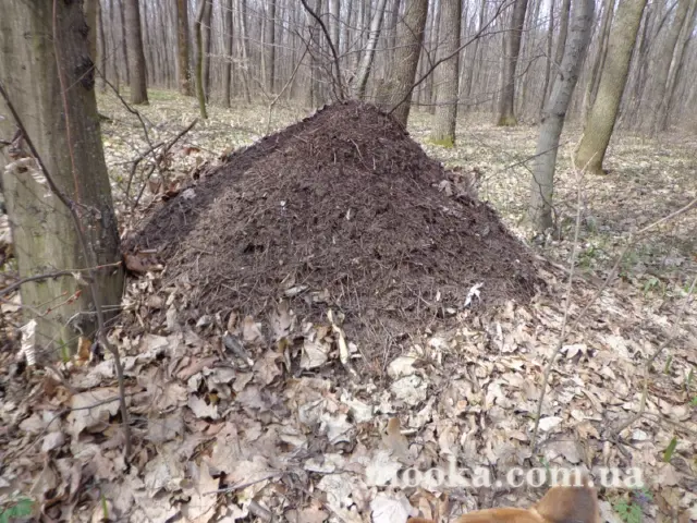 Світ навколо нас (наші фотографії)