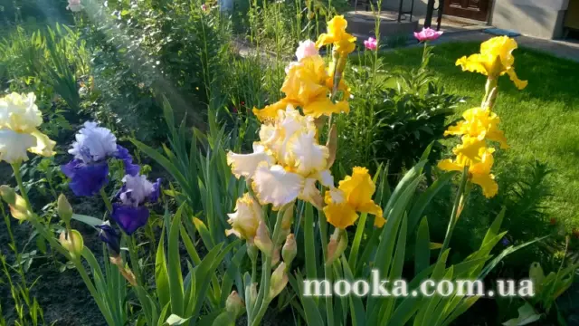 Вот мой сад и огород,  а в горшке цветок цветет!