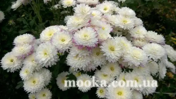Вот мой сад и огород, а в горшке цветок цветет!