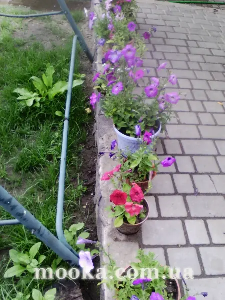 Вот мой сад и огород, а в горшке цветок цветет!