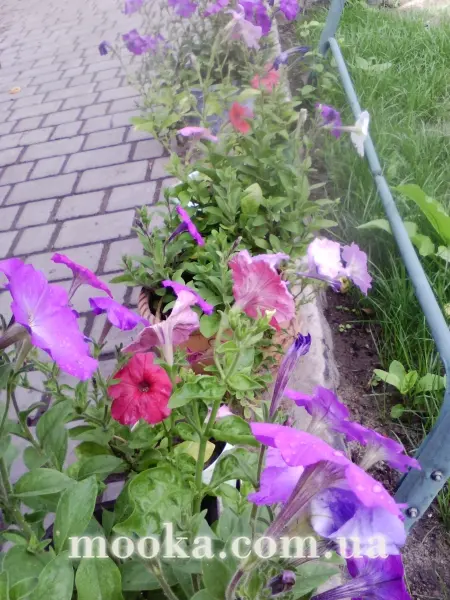 Вот мой сад и огород, а в горшке цветок цветет!