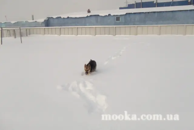Наші улюбленці