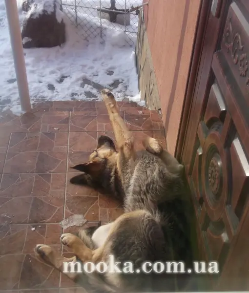 Наші улюбленці