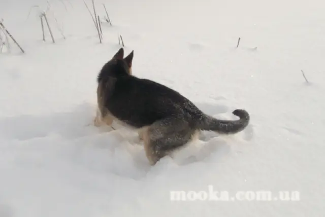 Наші улюбленці