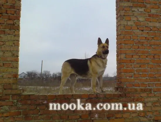 Наші улюбленці