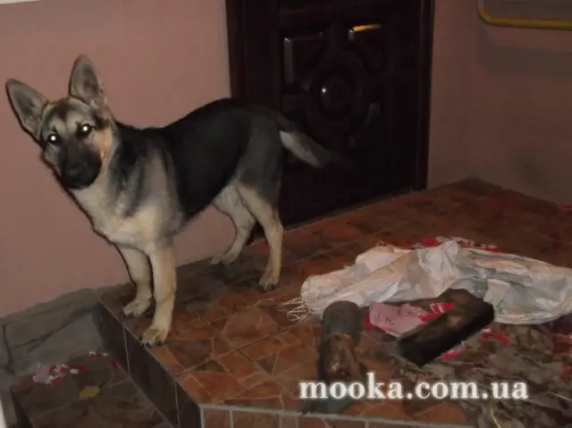 Наші улюбленці