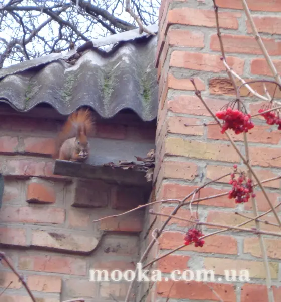 Світ навколо нас (наші фотографії)
