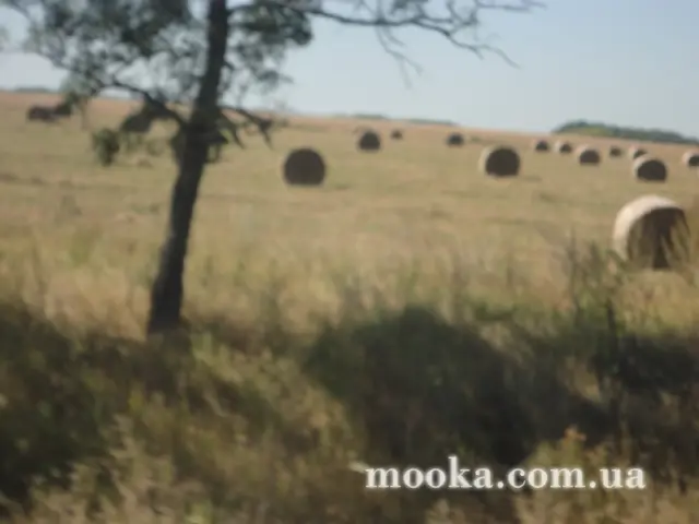 Фотосолянка подорожей