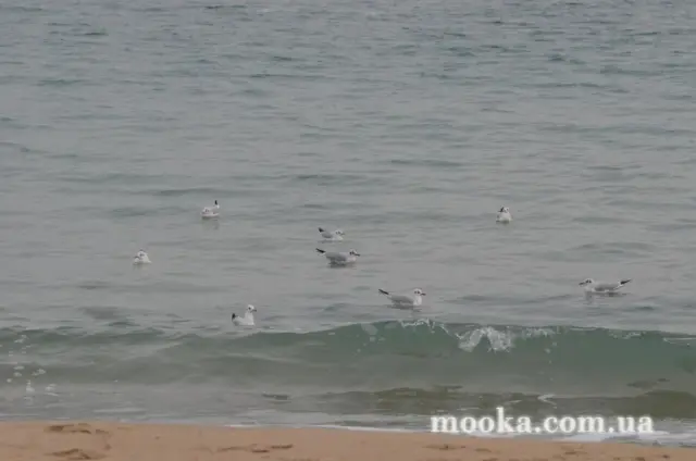 Ах, Одесо, перлина біля моря!