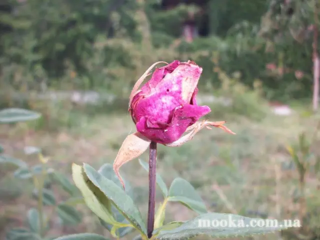 Світ навколо нас (наші фотографії)