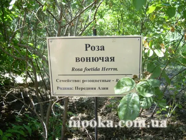 Світ навколо нас (наші фотографії)