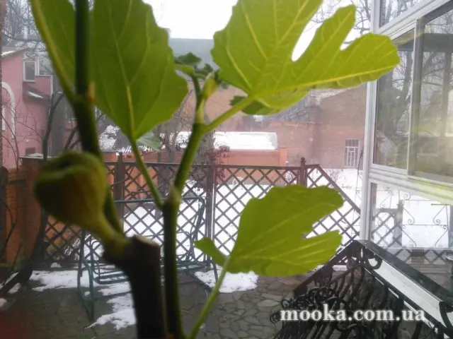 Вот мой сад и огород,  а в горшке цветок цветет!