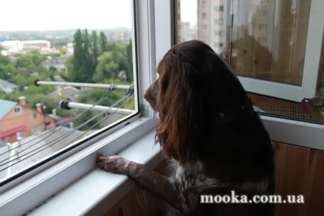 Наші улюбленці