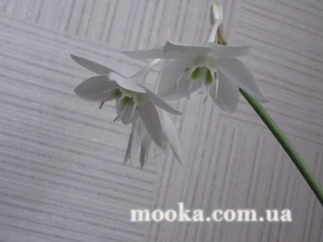 Вот мой сад и огород,  а в горшке цветок цветет!