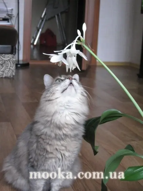 Вот мой сад и огород,  а в горшке цветок цветет!