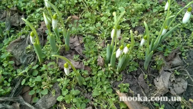 Вот мой сад и огород,  а в горшке цветок цветет!