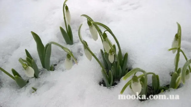 Вот мой сад и огород,  а в горшке цветок цветет!