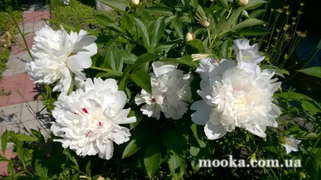 Вот мой сад и огород,  а в горшке цветок цветет!