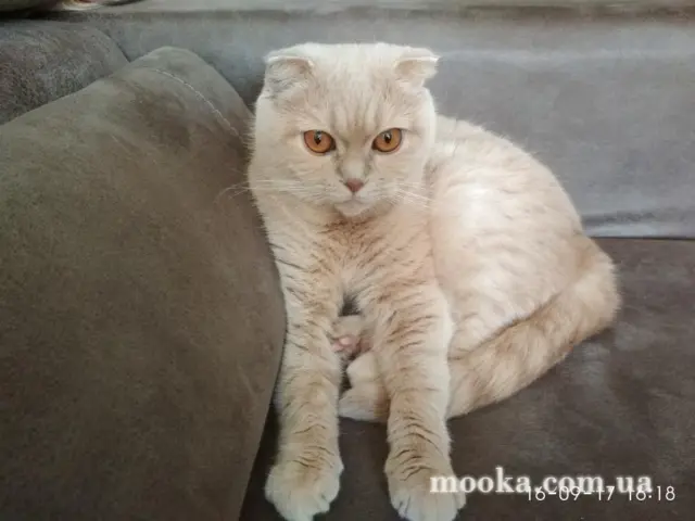 Наші улюбленці