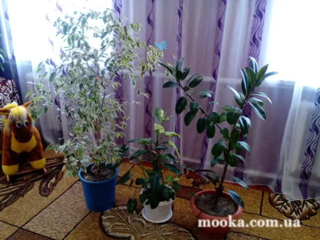 Вот мой сад и огород,  а в горшке цветок цветет!