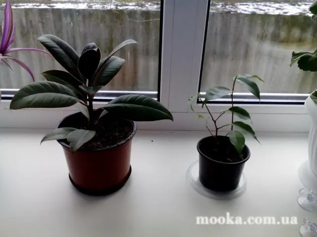 Вот мой сад и огород,  а в горшке цветок цветет!