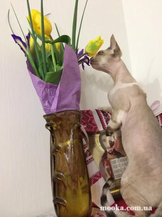 Наші улюбленці