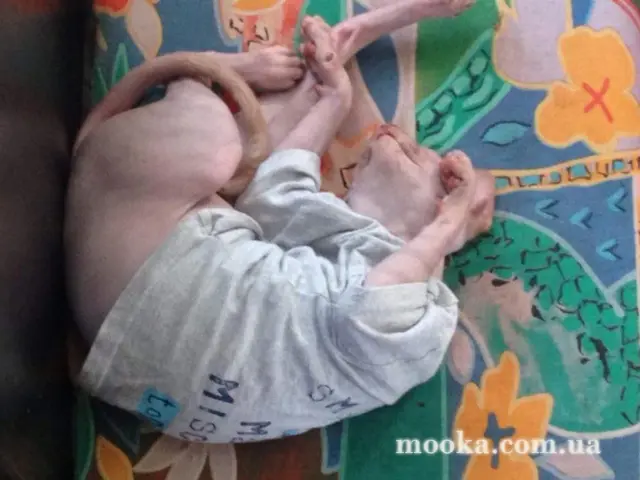 Наші улюбленці