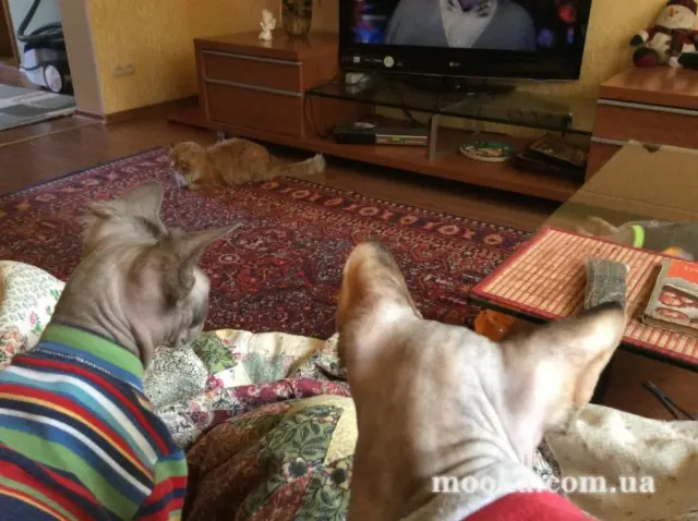 Наші улюбленці