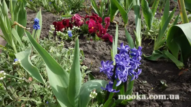Вот мой сад и огород,  а в горшке цветок цветет!