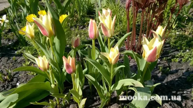 Вот мой сад и огород,  а в горшке цветок цветет!