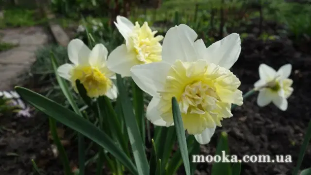 Вот мой сад и огород,  а в горшке цветок цветет!