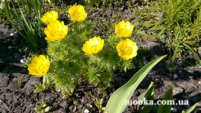 Вот мой сад и огород,  а в горшке цветок цветет!
