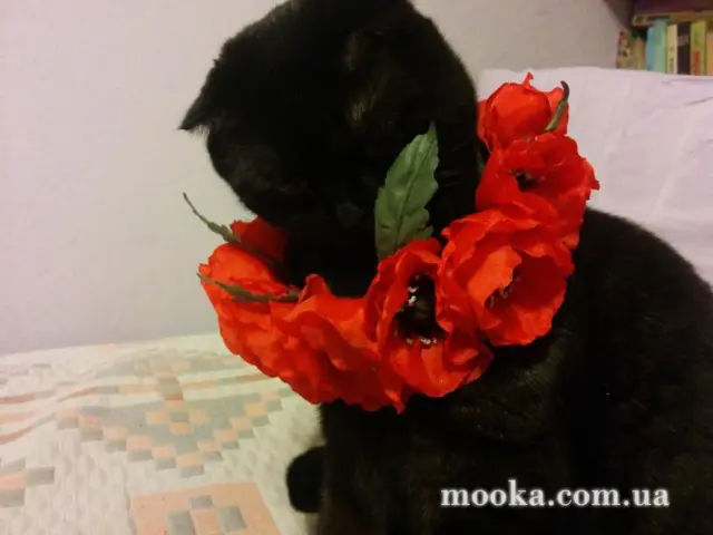 Майстерня рукоділля (шиємо, в'яжемо, вишиваємо)