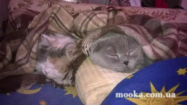 Наші улюбленці