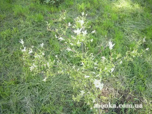 Фотосолянка подорожей