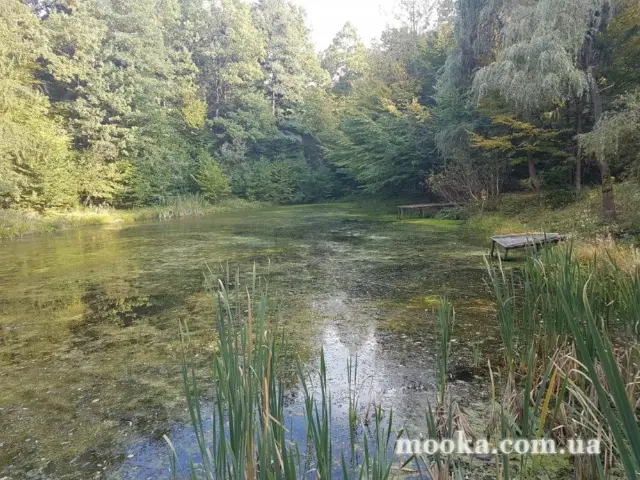 Світ навколо нас (наші фотографії)