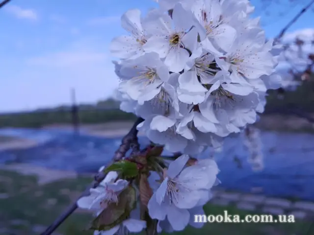 Світ навколо нас (наші фотографії)