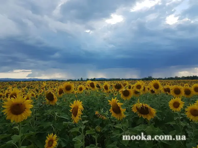 Світ навколо нас (наші фотографії)