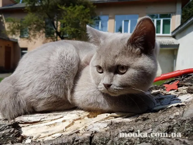 Наші улюбленці
