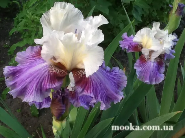 Вот мой сад и огород,  а в горшке цветок цветет!