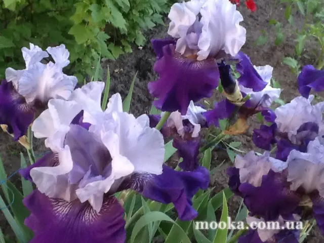 Вот мой сад и огород,  а в горшке цветок цветет!