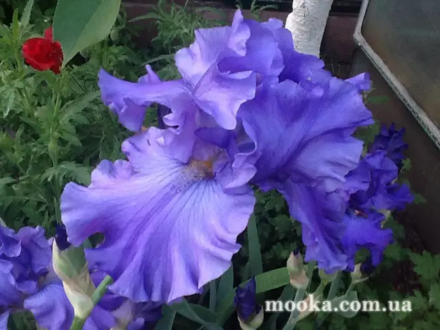 Вот мой сад и огород,  а в горшке цветок цветет!