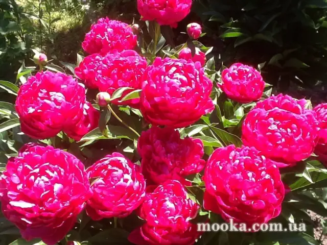 Вот мой сад и огород,  а в горшке цветок цветет!