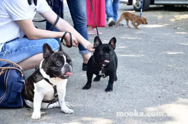 Наші улюбленці