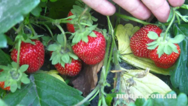 Вот мой сад и огород,  а в горшке цветок цветет!
