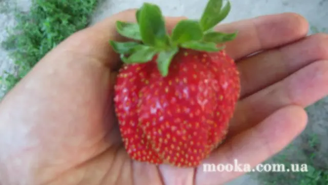 Вот мой сад и огород,  а в горшке цветок цветет!